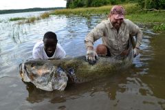 Okoń nilowy-195cm/145cm, 115kg