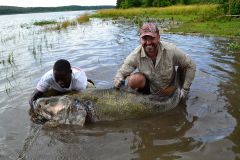 Okoń nilow 195cm/145cm,115kg