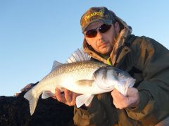 Pierwsze Sea Bassy 2015