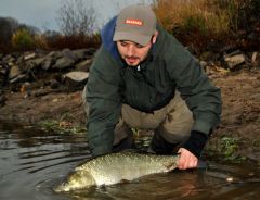 Wszystkie bolenie wracają do wody w doskonałej kondycji :)