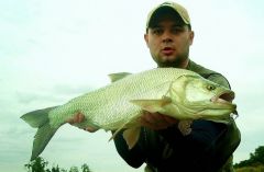 Boleń z opadającej wody