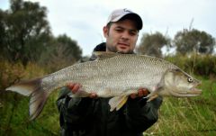 Silna, jesienna rapa