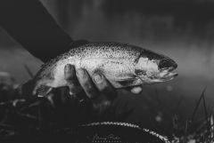 Galeria forumowiczów