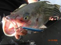 stripers kentucky 015.jpg